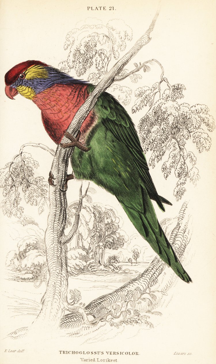 Loriquet varié, Psitteuteles versicolor (Trichoglossus versicolor) - William Home Lizars