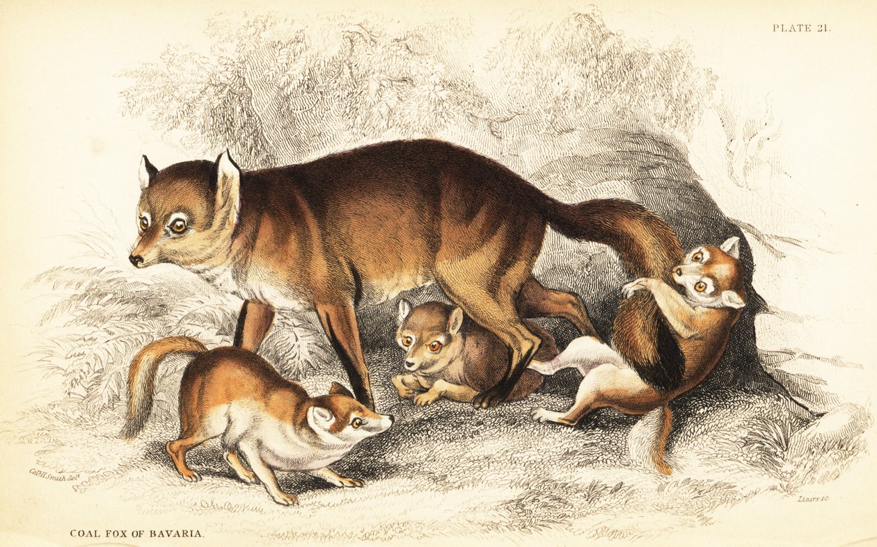Variété de renard roux, Vulpes vulpes, avec des petits (Renard charbonnier de Bavière, Vulpes alopex) - William Home Lizars