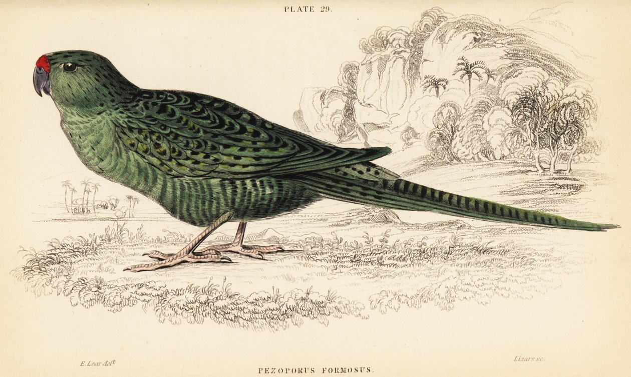 Perroquet terrestre occidental, Pezoporus flaviventris - William Home Lizars