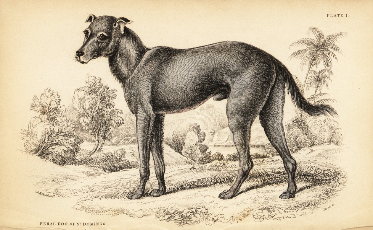 Chien sauvage trouvé en République dominicaine et en Haïti, Canis lupus familiaris (Chien errant de St) - William Home Lizars