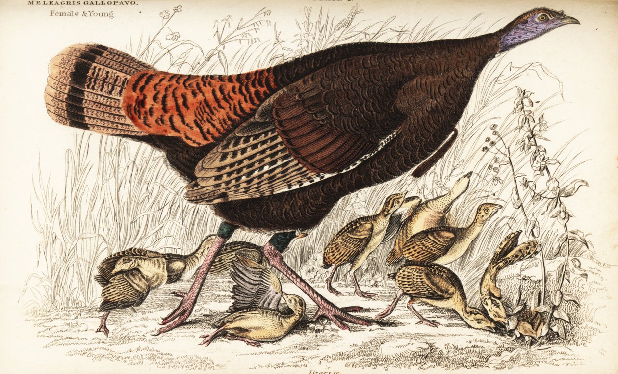 Dinde sauvage, femelle et jeunes, Meleagris gallopavo - William Home Lizars