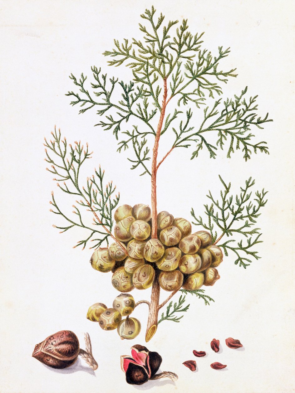 Feuille et noix de cyprès - William Hooker