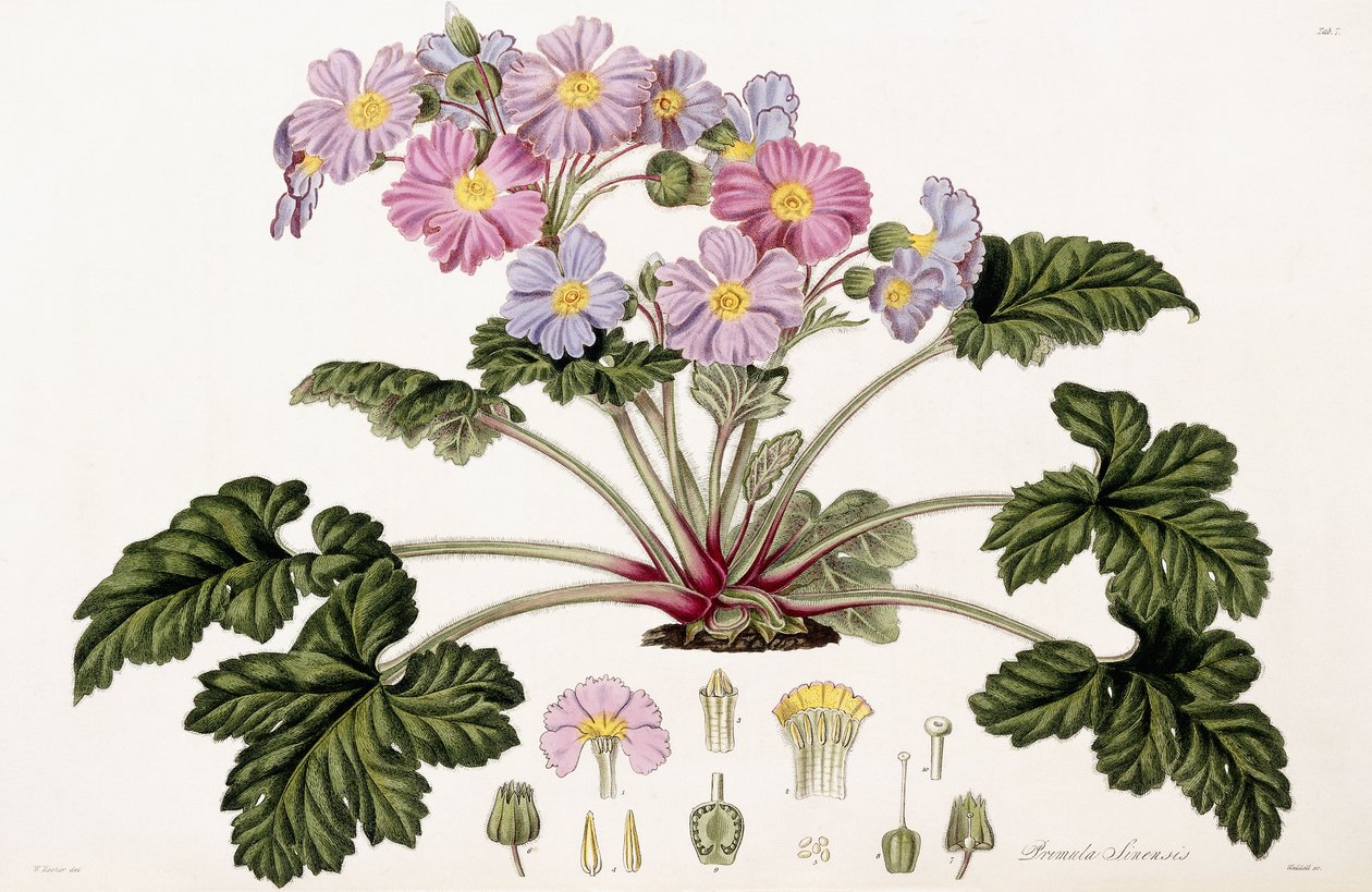 Primula Sinensis, 1821-1826 - William Hooker