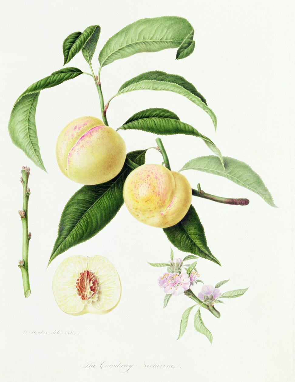La nectarine de Conudray, 1820 - William Hooker