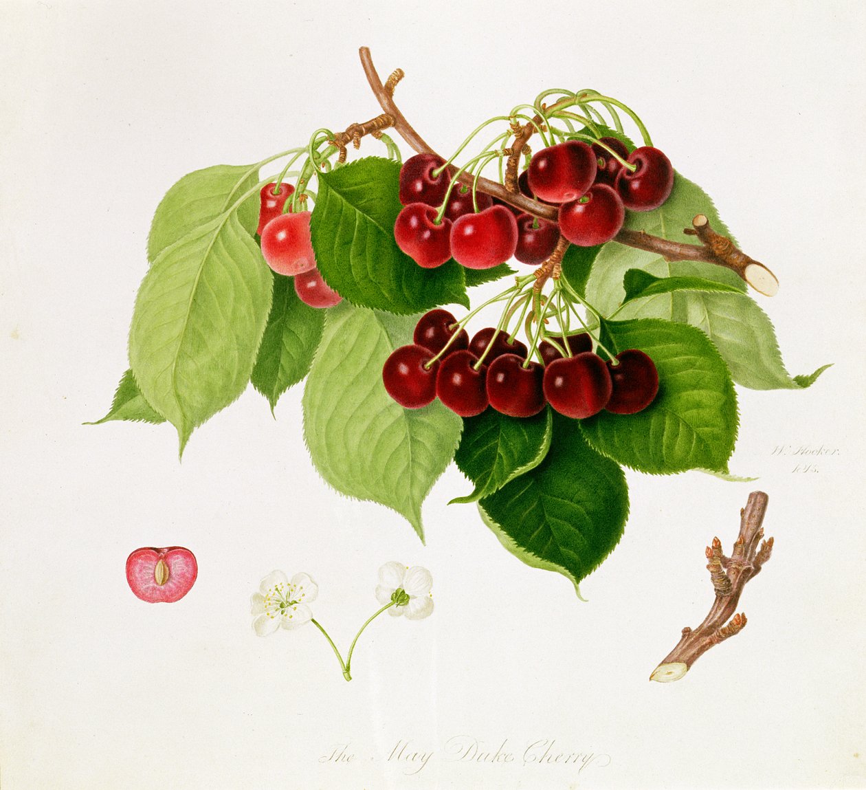 La cerise May Duke, 1815 - William Hooker