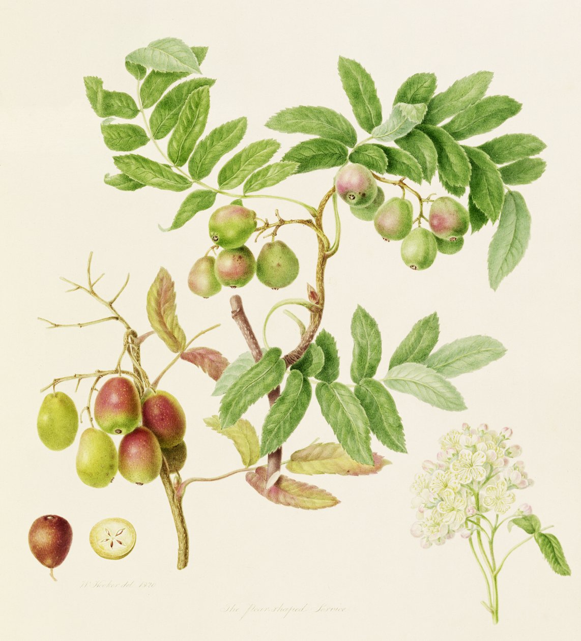 Le Pommier de service en forme de poire, 1820 - William Hooker