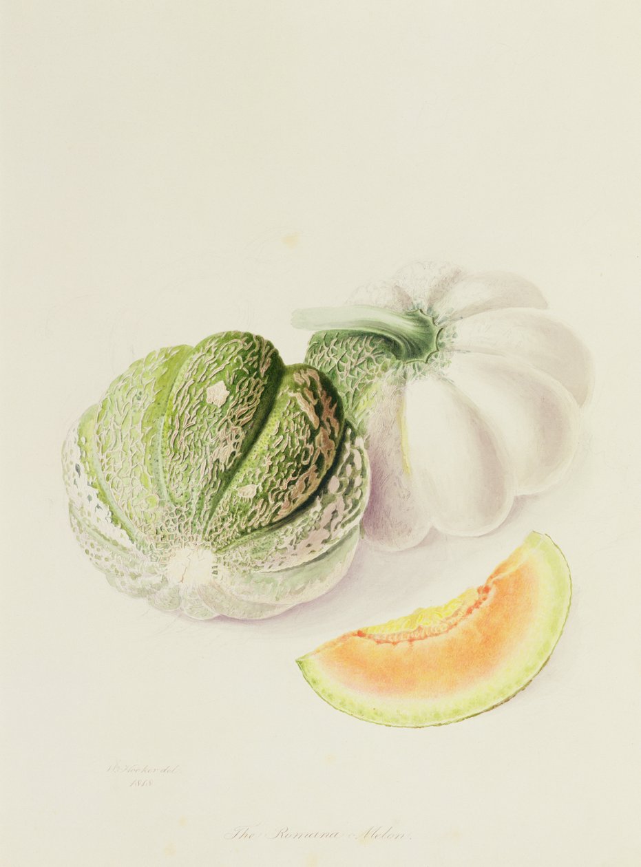 Le melon Romana, 1818 - William Hooker