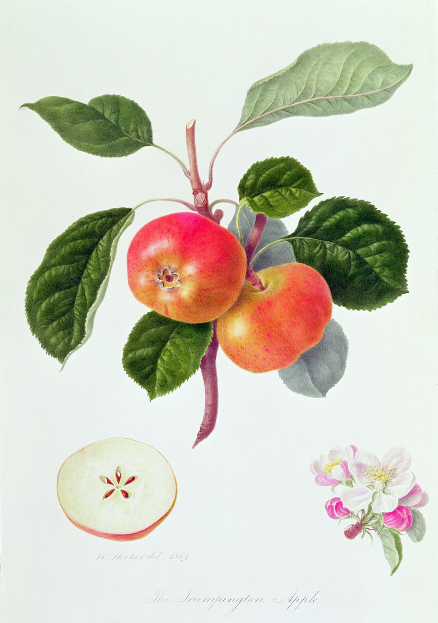 La Pomme de Trumpington, 1819 - William Hooker