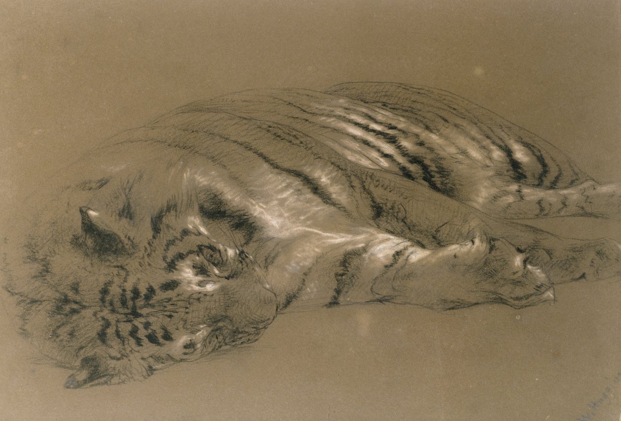Un tigre endormi, 1876 - William Huggins