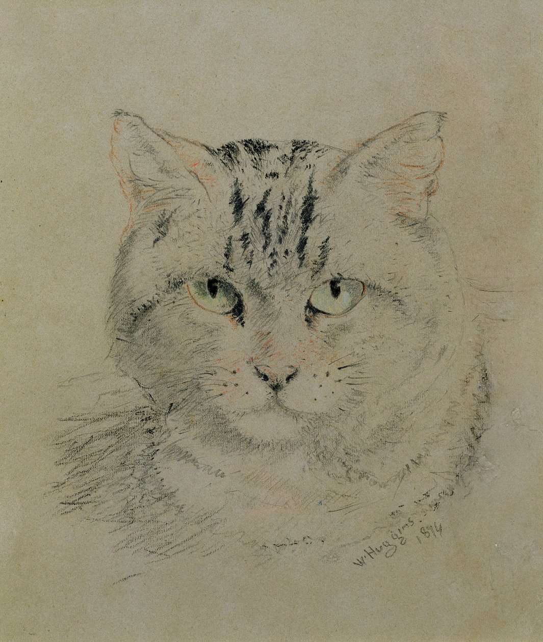 Chat tigré, 1874 - William Huggins