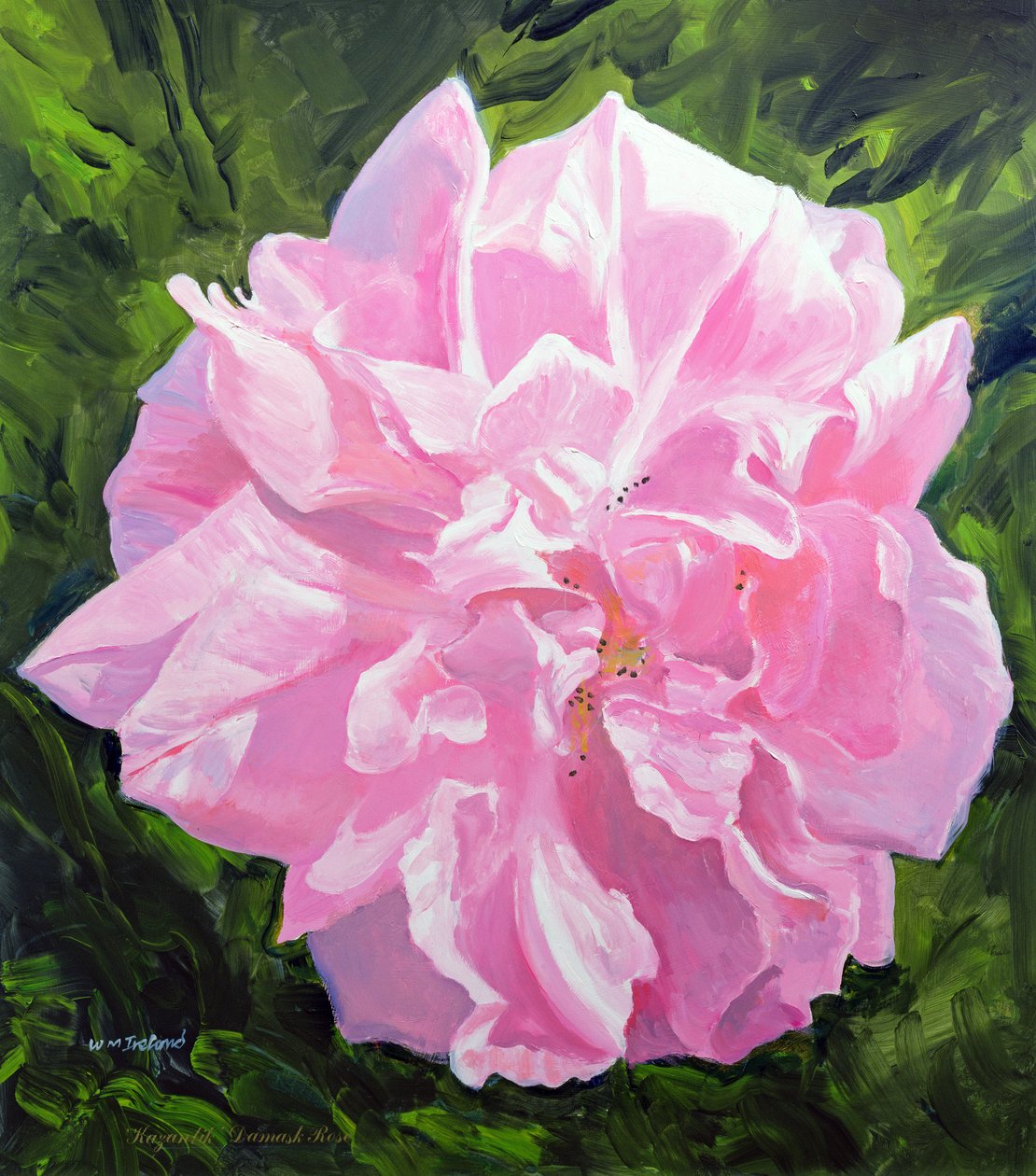 Rose victorienne - William Ireland