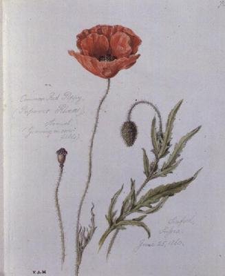 Coquelicot commun, peint à Seaford, Sussex, 25 juin 1860 - William James Linton