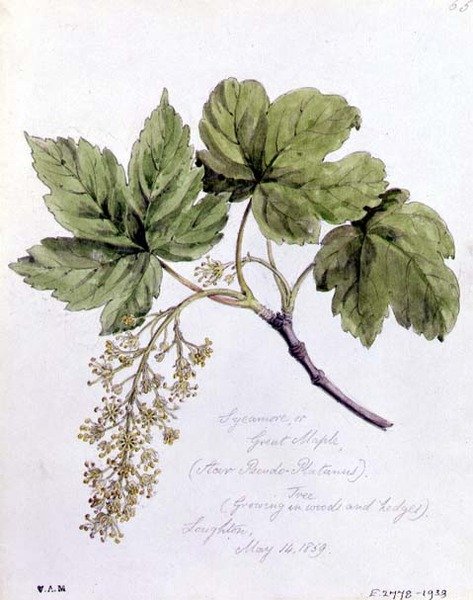 Sycomore ou Grand Érable, peint à Loughton - William James Linton