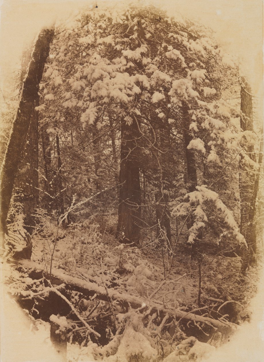 Sans titre (Bois sous la neige) - William James Stillman