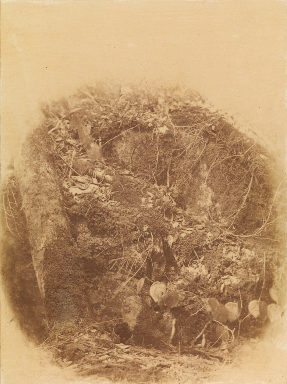 Sans titre, tiré du portfolio The Forest : Bois des Adirondacks - William James Stillman