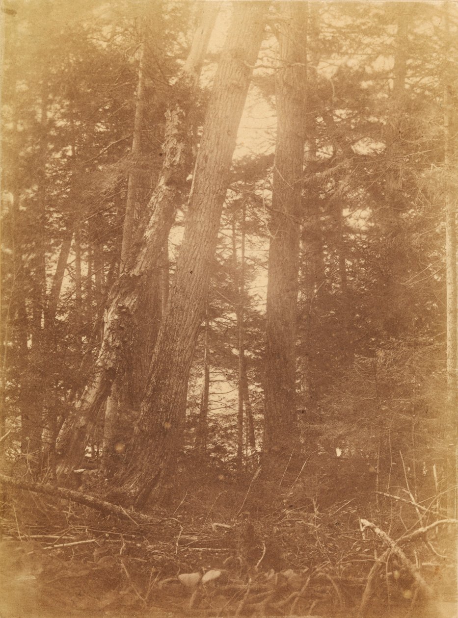 Sans titre, tiré du portfolio The Forest : Bois des Adirondacks - William James Stillman