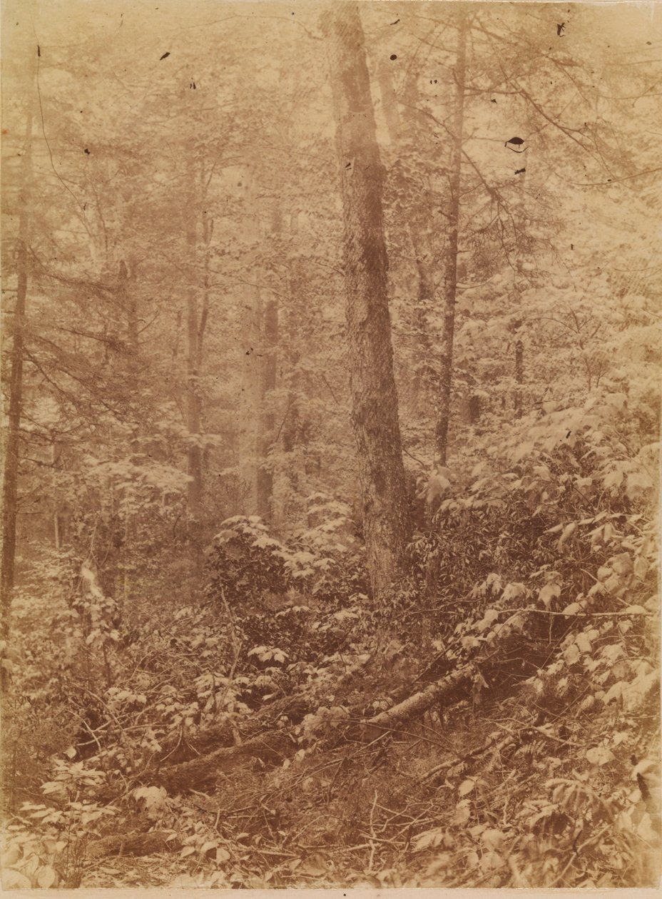 Sans titre, tiré du portfolio The Forest : Bois des Adirondacks - William James Stillman