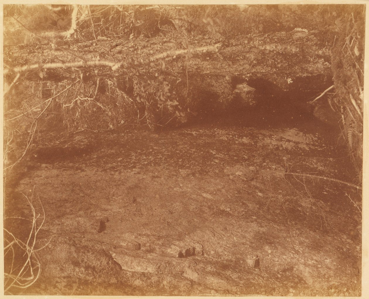 Sans titre, tiré du portfolio The Forest : Bois des Adirondacks - William James Stillman