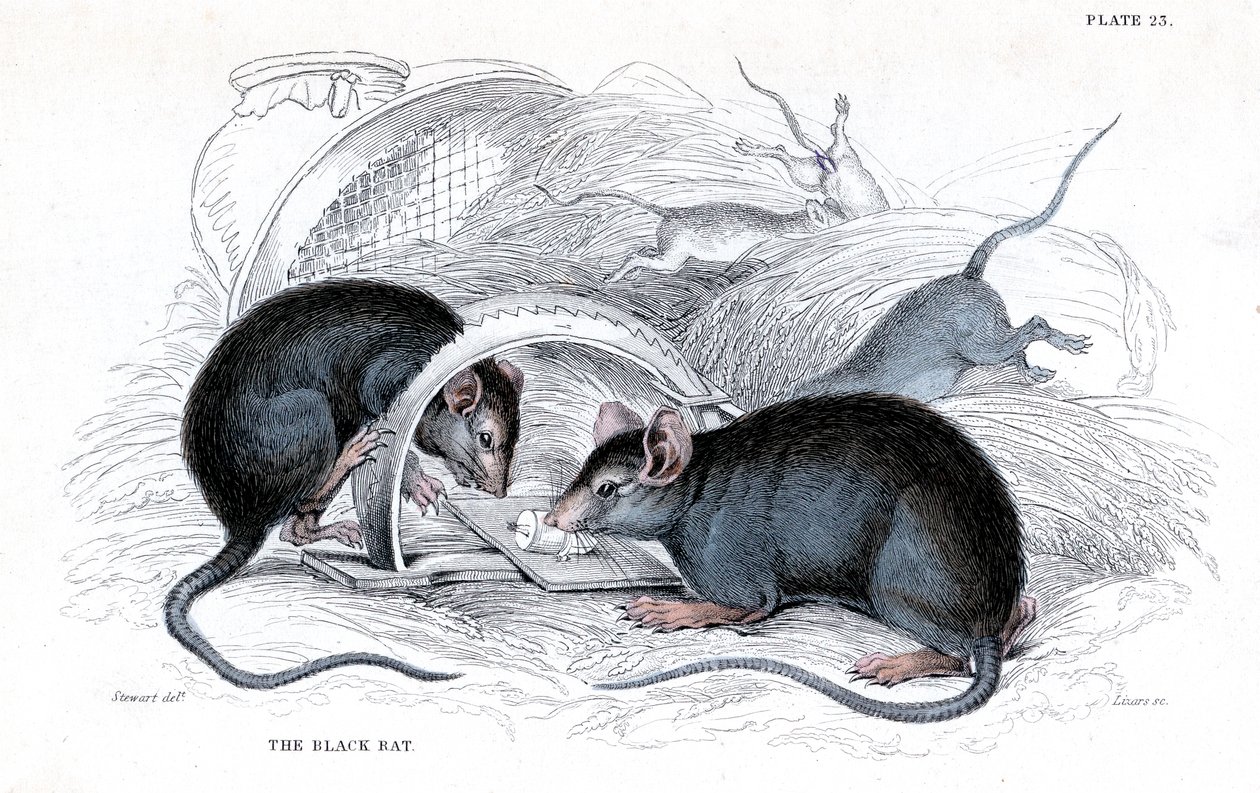 Gravure de rat noir pris au piège, 1838 - William Jardine