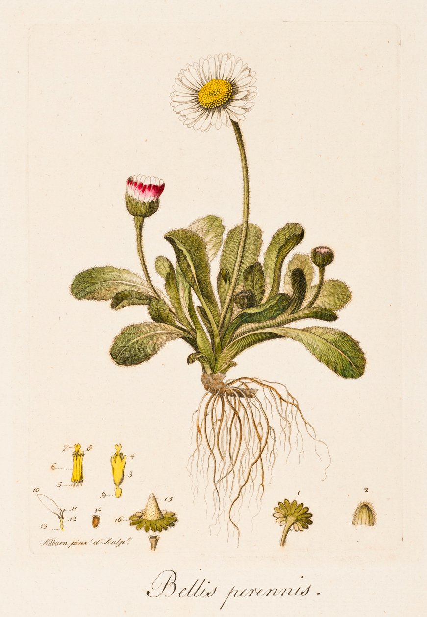 Bellis perennis, Marguerite, vers 1770-1790 - William Kilburn