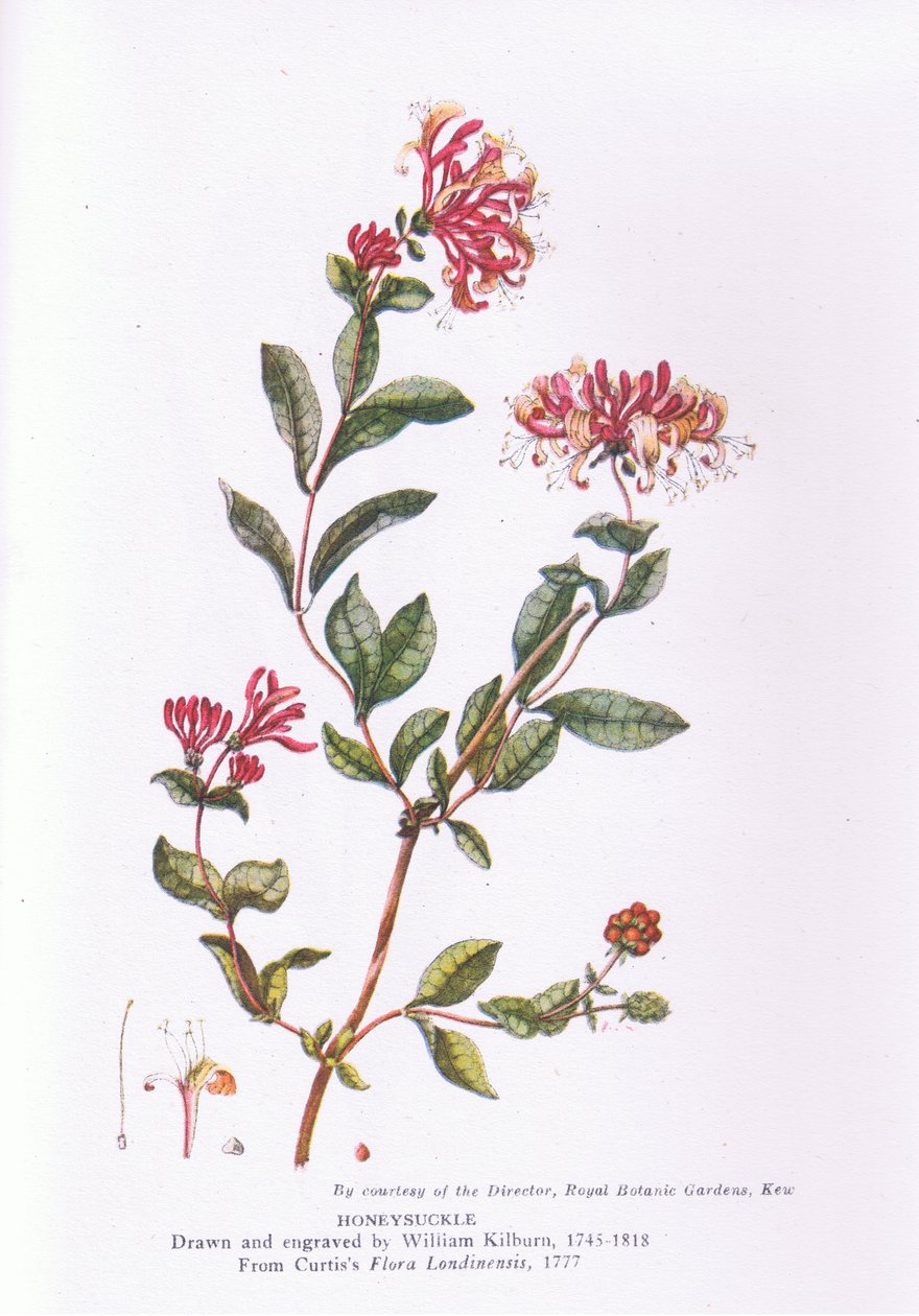 Chèvrefeuille, Nature en Grande-Bretagne publiée par Collins, 1946 - William Kilburn
