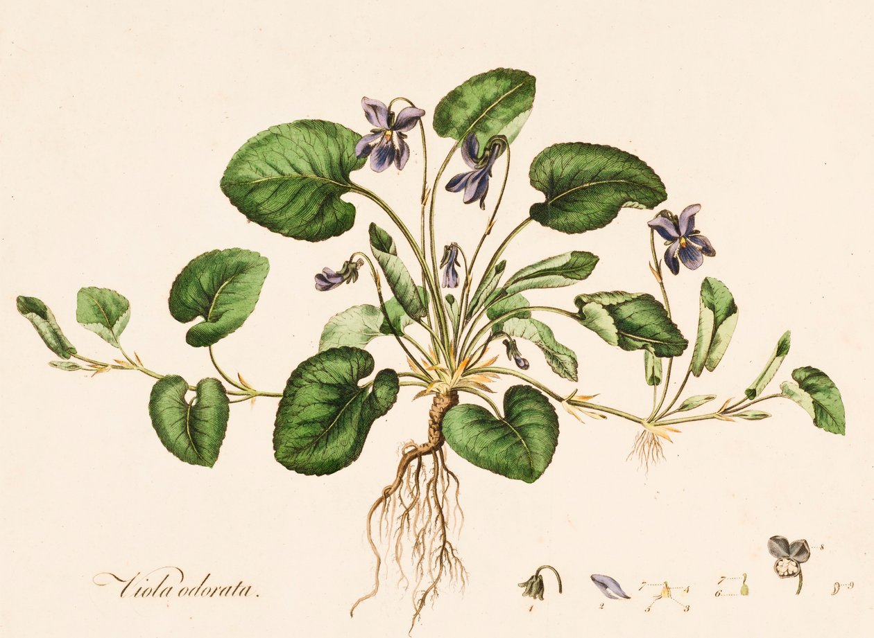 Viola odorata, Violette odorante - William Kilburn