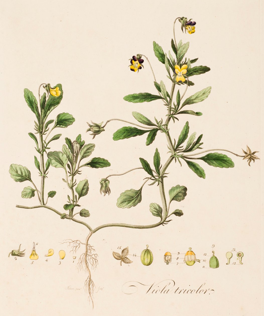 Viola tricolor, Pensée sauvage, vers 1770-1790 - William Kilburn