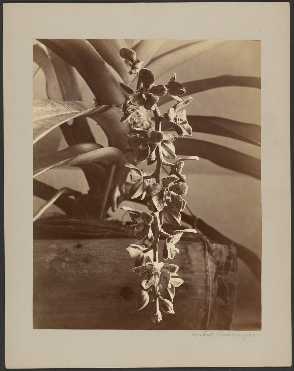 Orchidées, Ceylan - William Louis Henry Skeen