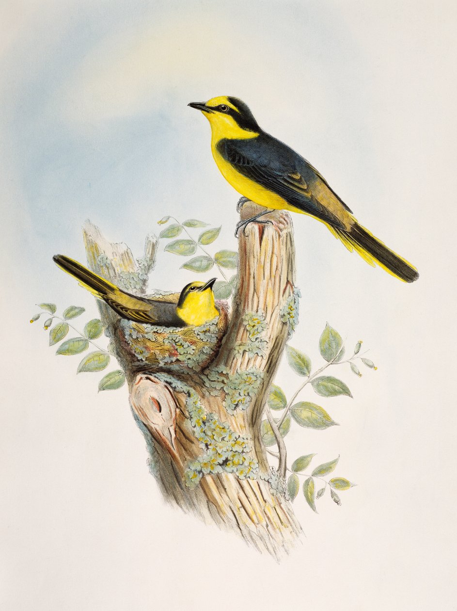 Minivet à croupion brun (Pericrocotus cantonensis), lithographie des Oiseaux d