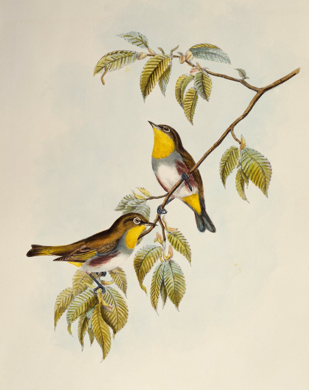 Zostérops à flancs châtains (Zosterops erythropleurus), lithographie des Oiseaux d