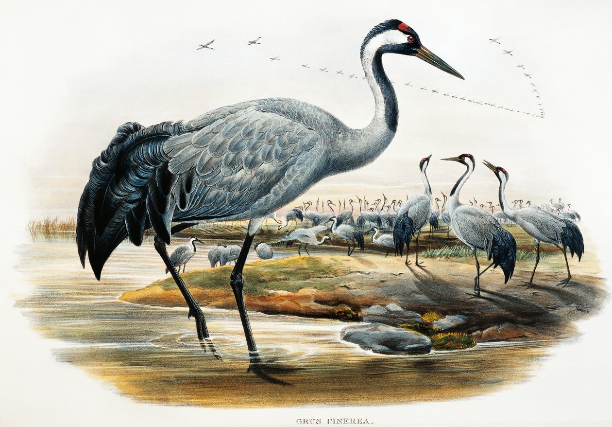 Grue cendrée (Grus cinerea), lithographie des Oiseaux de Grande-Bretagne - William Matthew Hart