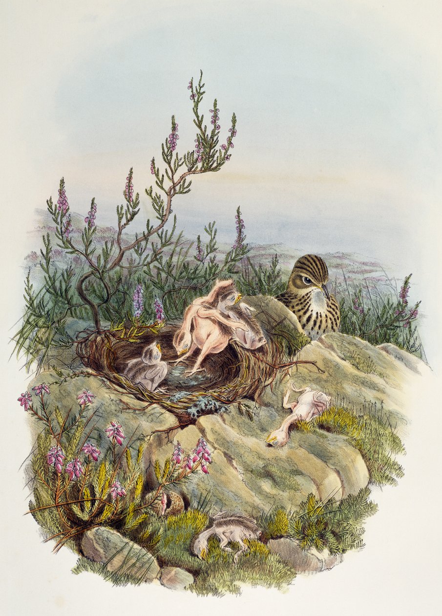 Coucou gris, par John Gould (1804-1881), lithographie par William Matthew Hart (1830-1908), Royaume-Uni - William Matthew Hart
