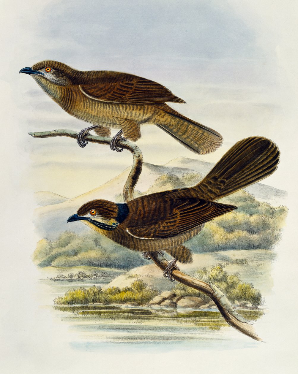 Koel nain (Microdynamis parva), gravure par William Matthew Hart (1830-1908), Royaume-Uni - William Matthew Hart
