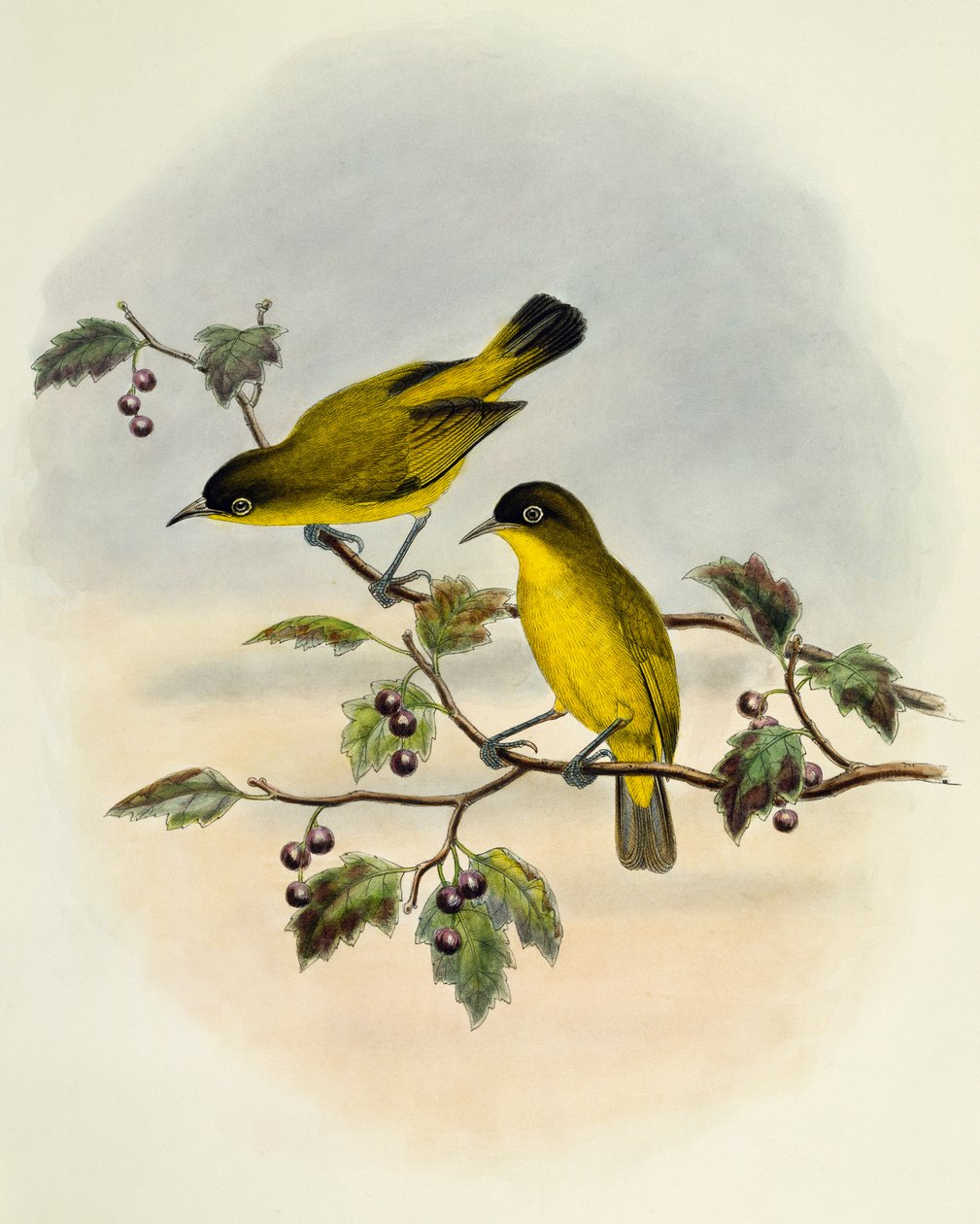 Zostérops à ventre jaune, gravure par William Matthew Hart, Royaume-Uni - William Matthew Hart