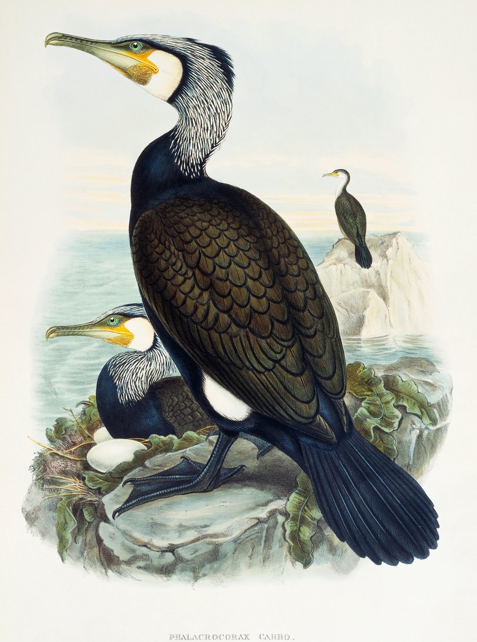 Grand cormoran (Phalacrocorax carbo), lithographie de Birds of Great Britain - William Matthew Hart
