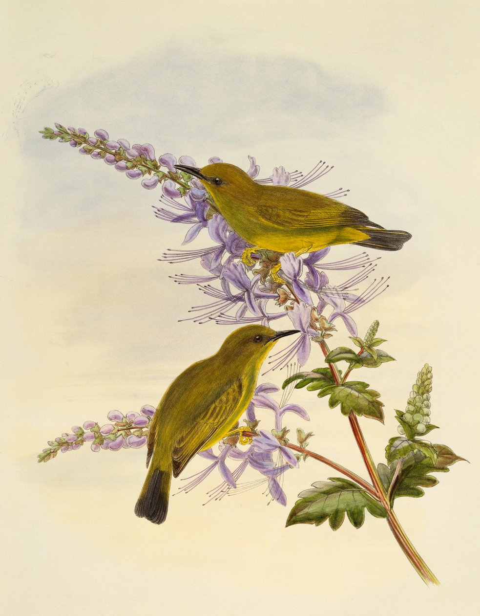 Zostérops à gorge grise (Zosterops rendovae), gravure par William Matthew Hart (1830-1908), Royaume-Uni - William Matthew Hart