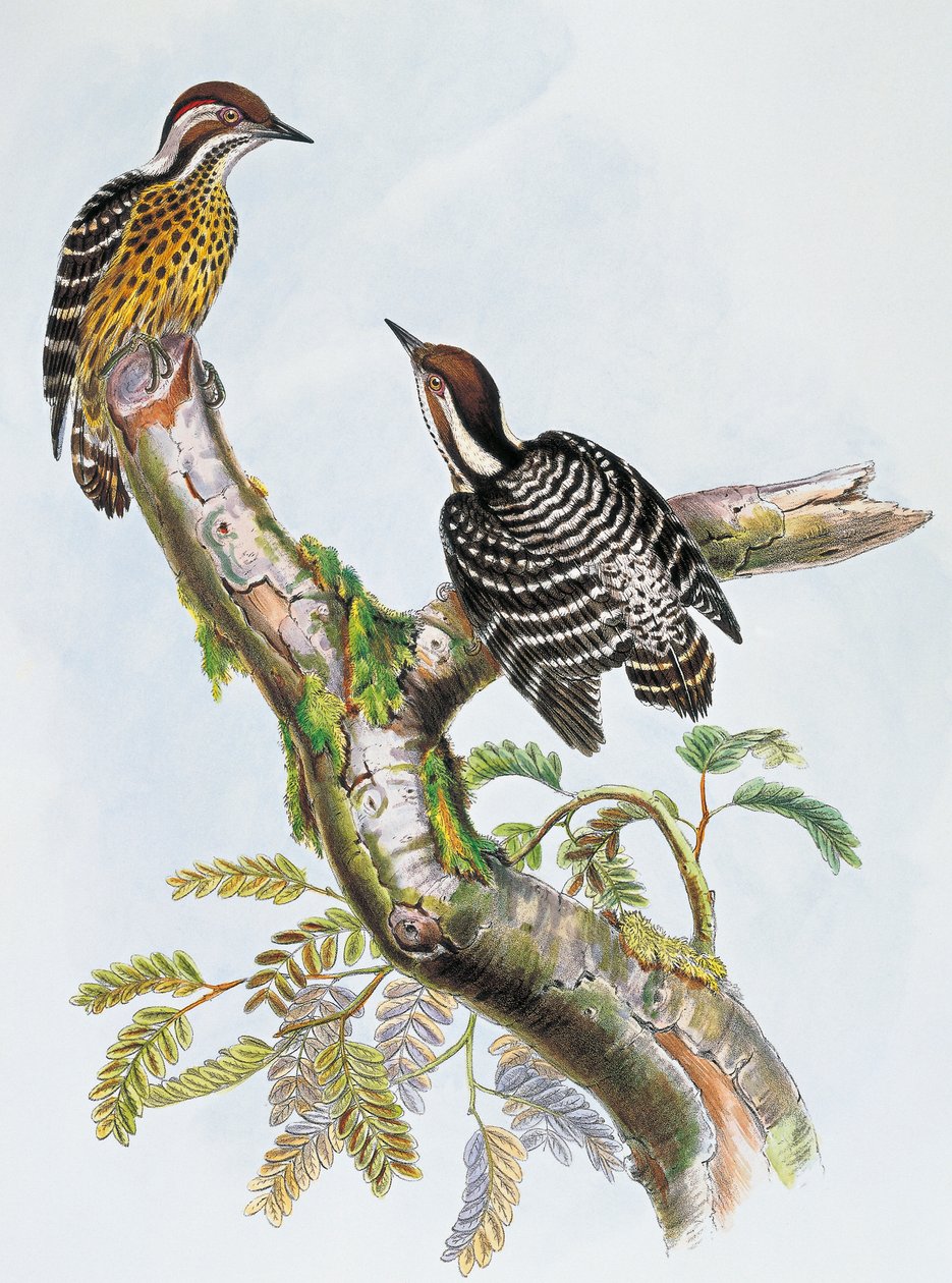 Pic épeichette des Philippines, lithographie par William Matthew Hart, Royaume-Uni - William Matthew Hart