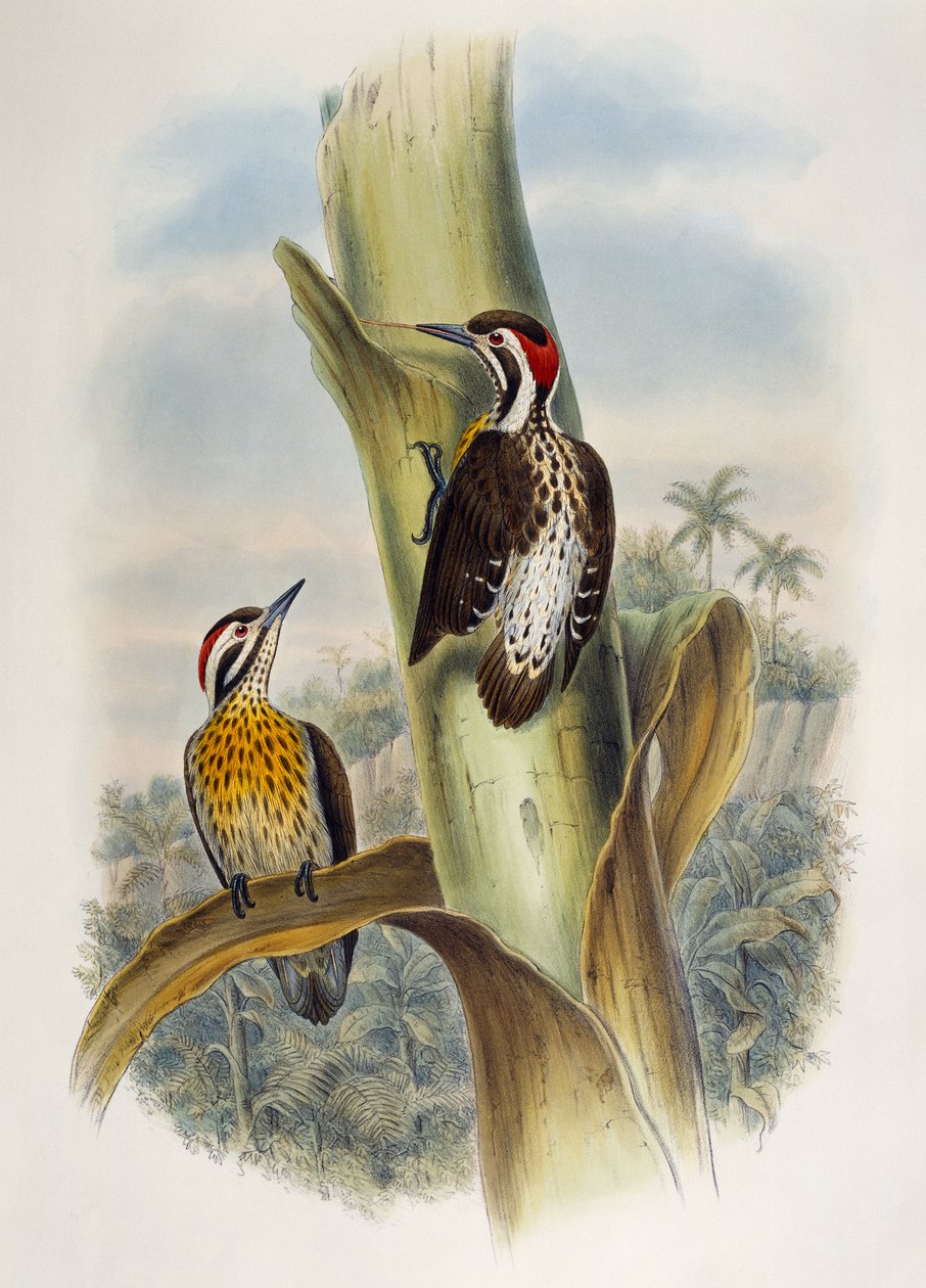 Pic épeichette des Philippines (Dendrocopos maculatus), lithographie de Birds of Asia - William Matthew Hart