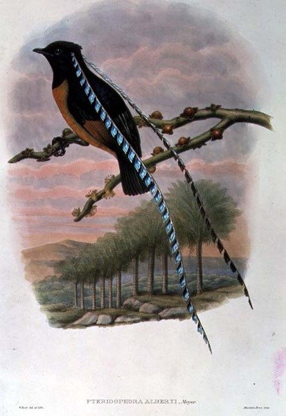 Pteridophora Alberti, Roi des oiseaux de paradis de Saxe - William Matthew Hart