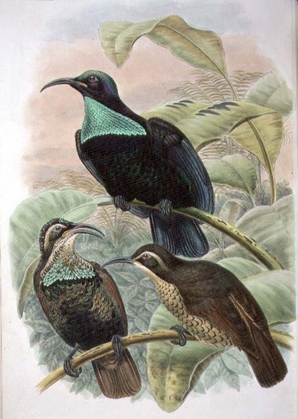 Ptiloris Paradiseus, Oiseau de paradis à fusil - William Matthew Hart