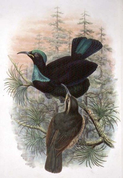 Ptiloris Victoriae, Oiseau de Paradis Fusil Victoria (lithographie en couleur) - William Matthew Hart