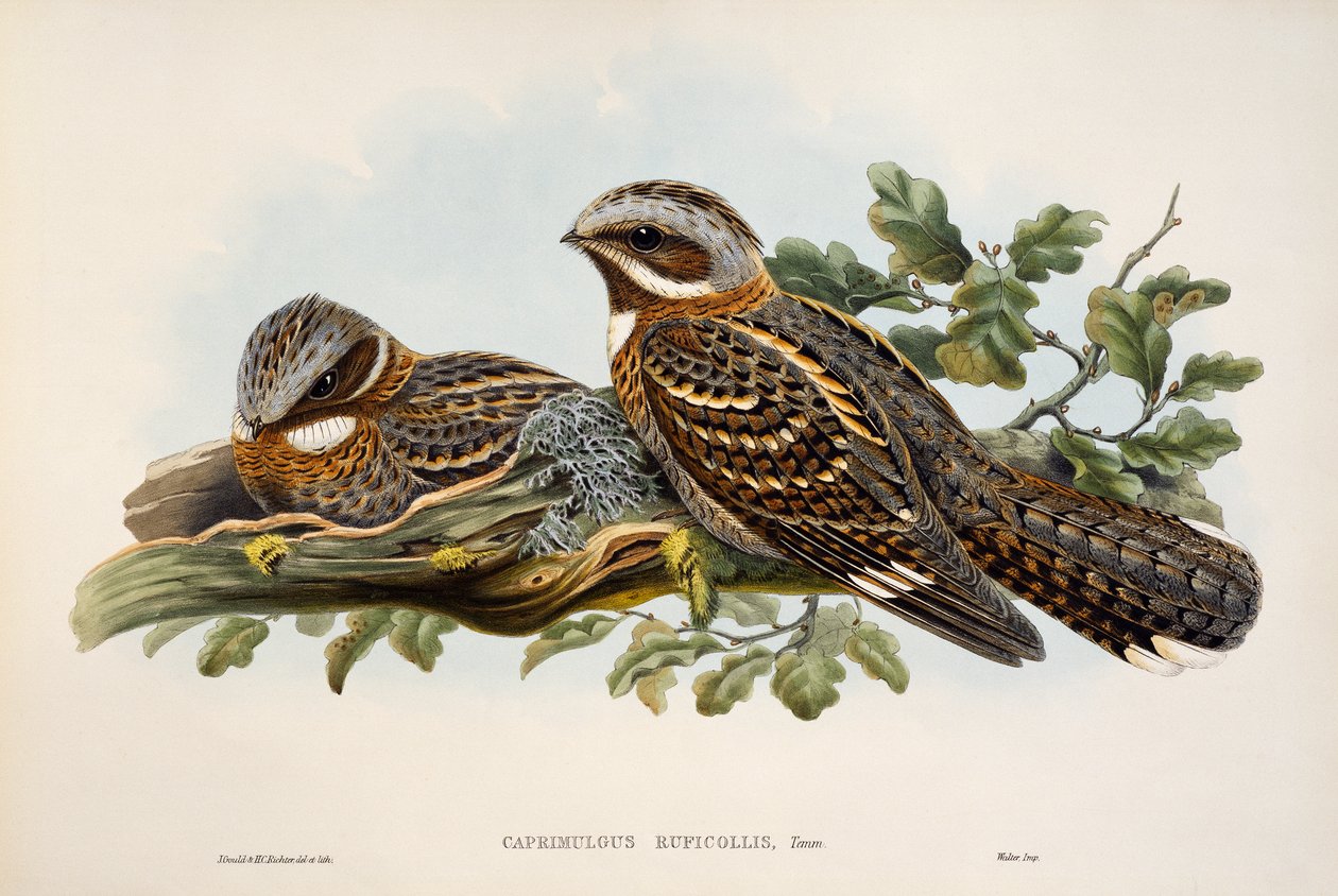 Engoulevent à collier roux (Caprimulgus ruficollis), lithographie de "Les Oiseaux de Grande-Bretagne" - William Matthew Hart