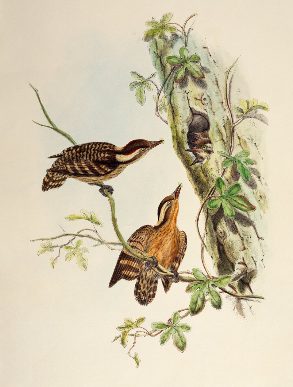 Pic de la Sonde (Dendrocopos moluccensis), lithographie de Birds of Asia - William Matthew Hart