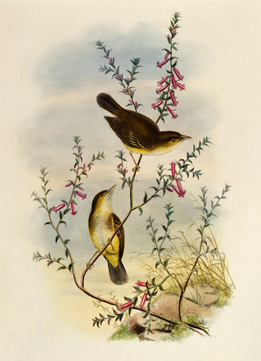 Gobemouche tacheté blanc (Pseudogerygone notata), gravure par William Matthew Hart, Royaume-Uni - William Matthew Hart