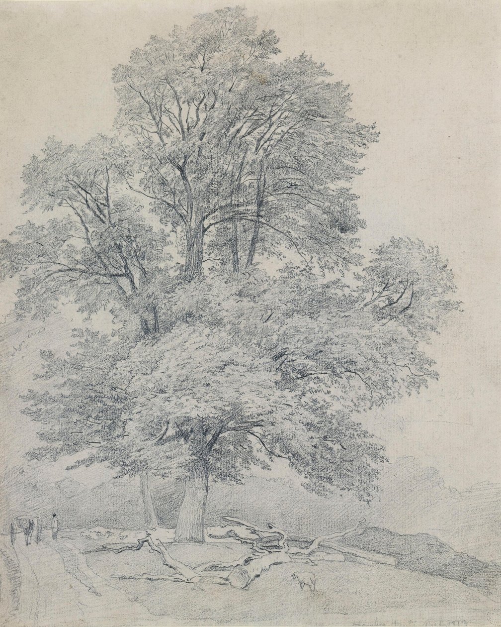 Un orme de montagne à Hawley, Hampshire - William Mulready