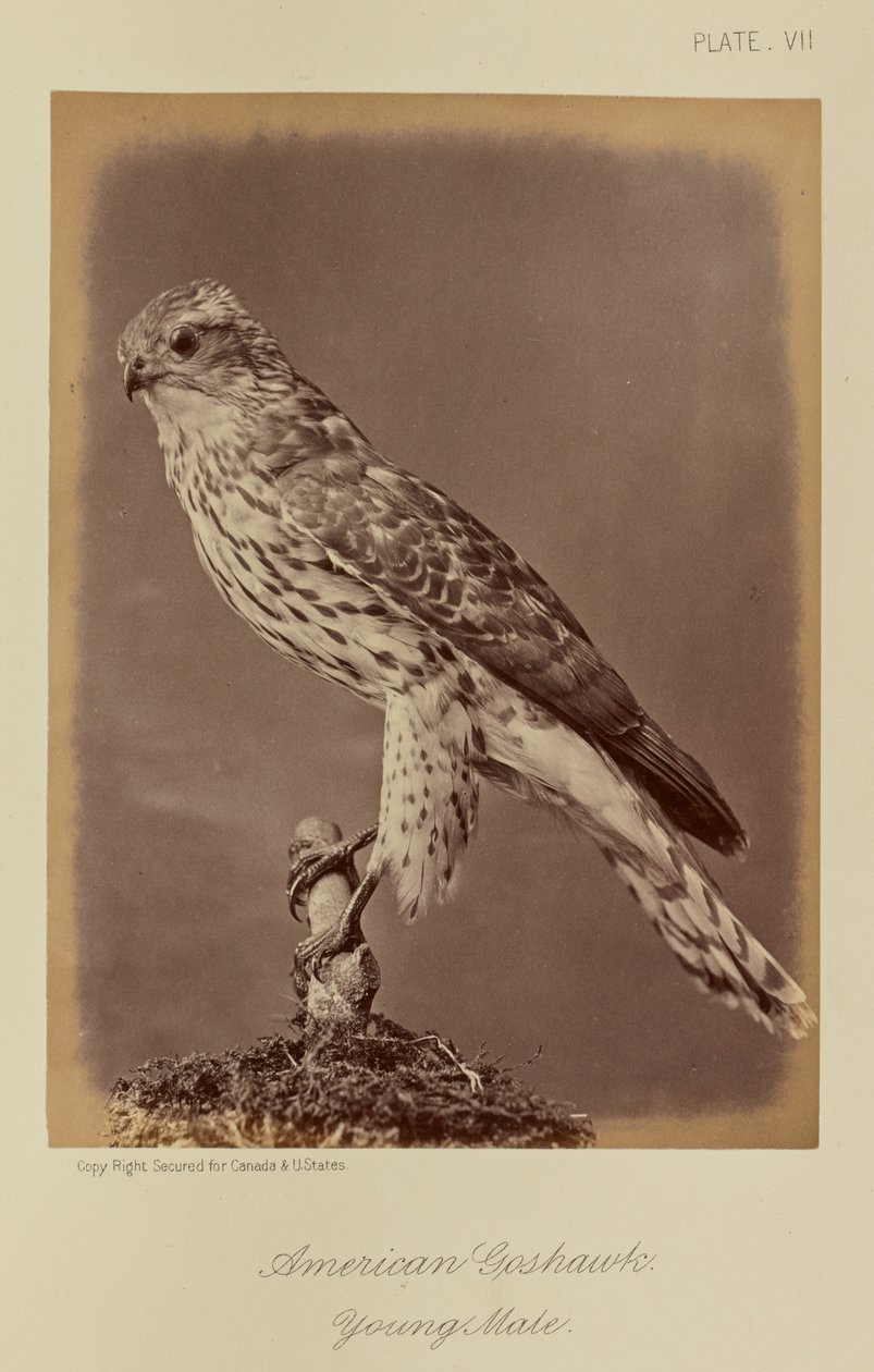 Autour des palombes, jeune mâle - William Notman