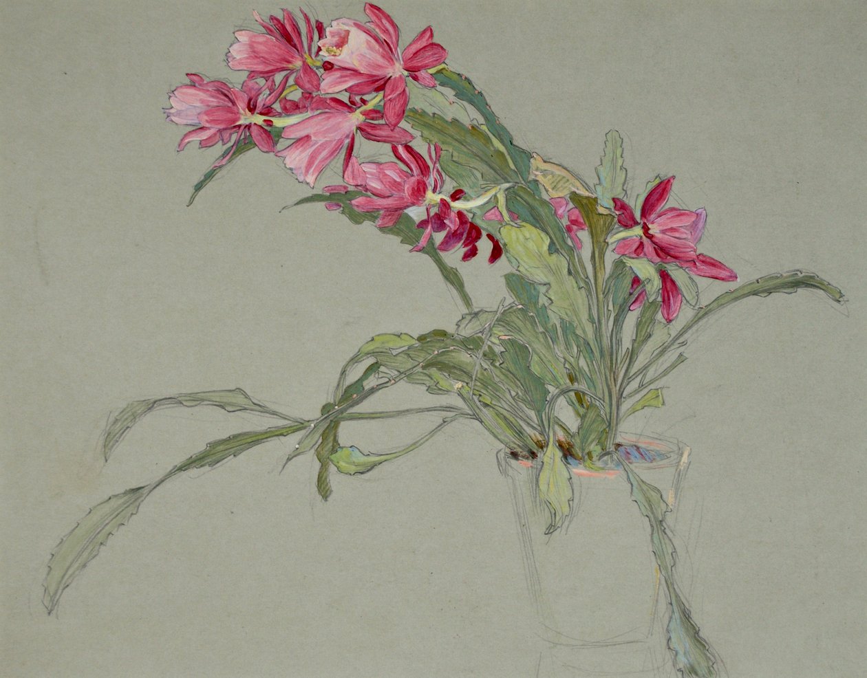 Cactus de Noël, c.1920-30 - William Shackleton