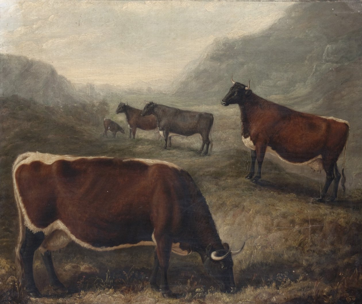 Cinq bovins de Glamorgan - William Shiels