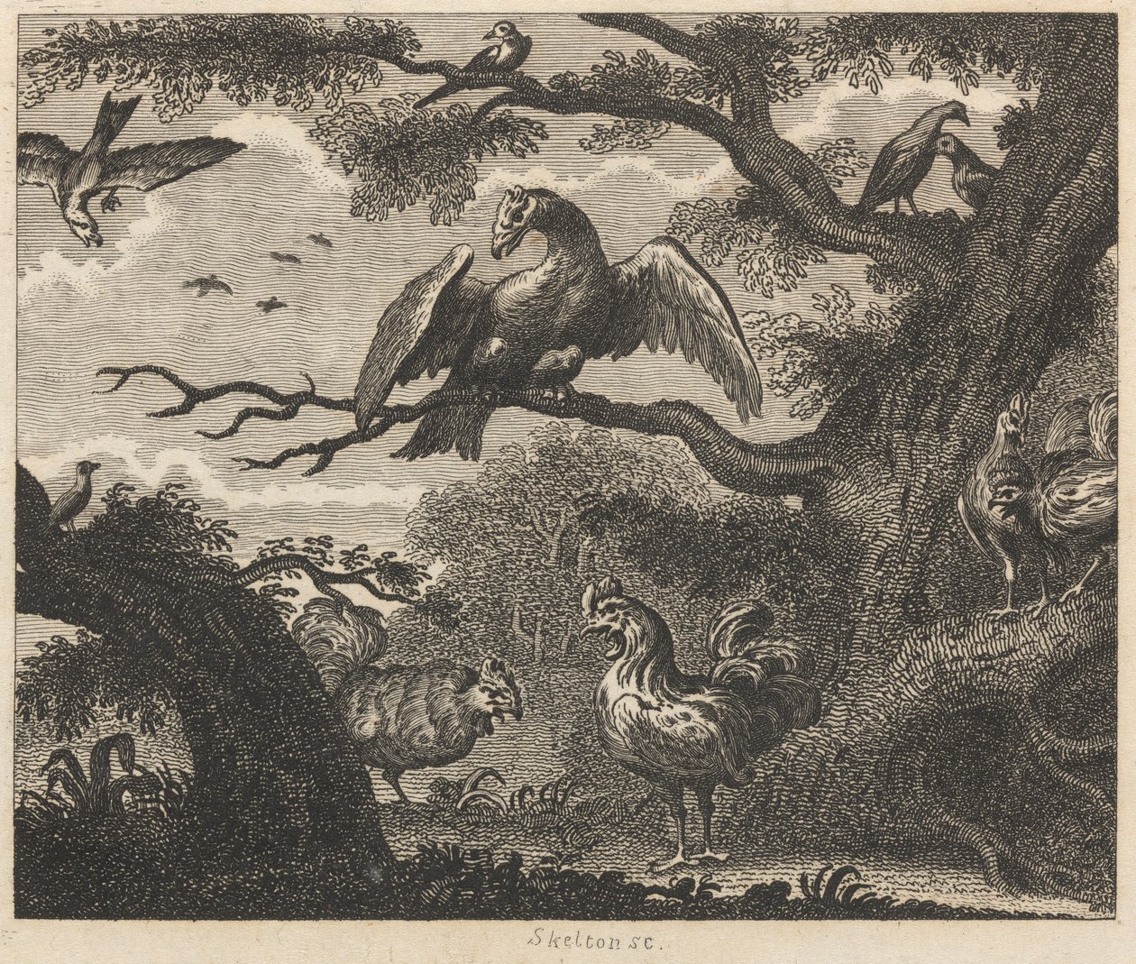 Le Vautour, le Moineau et autres oiseaux - William Skelton