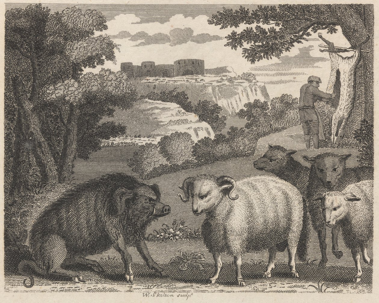Le sanglier et le bélier - William Skelton
